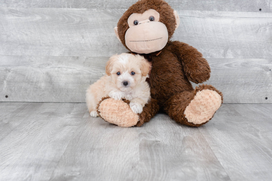 Maltipoo Puppy for Adoption