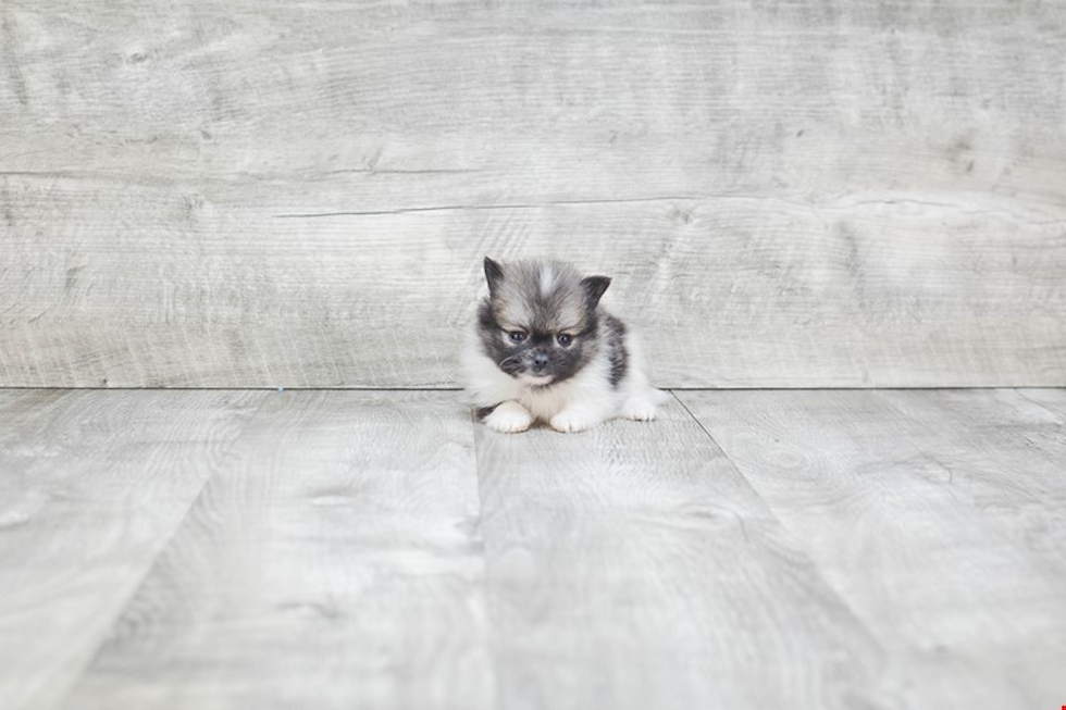 Pomeranian Puppy for Adoption