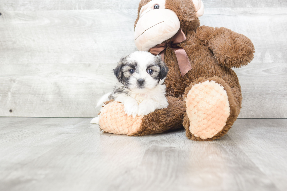 Fluffy Teddy Bear Designer Pup