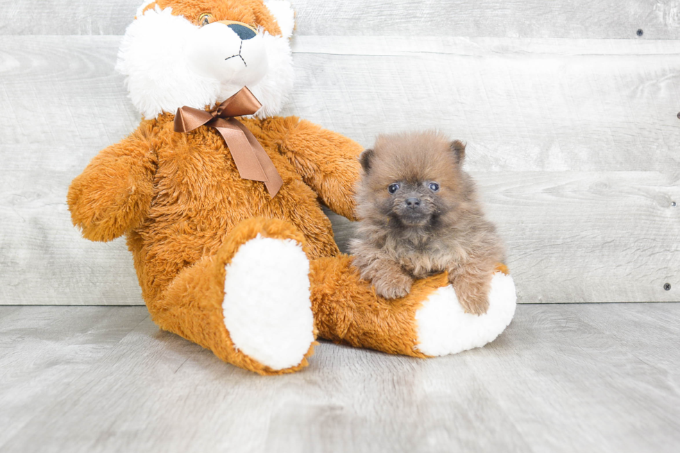 Sweet Pomeranian Purebred Puppy