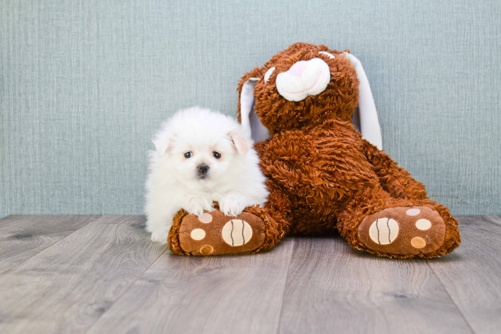 Hypoallergenic Maltipom Designer Puppy