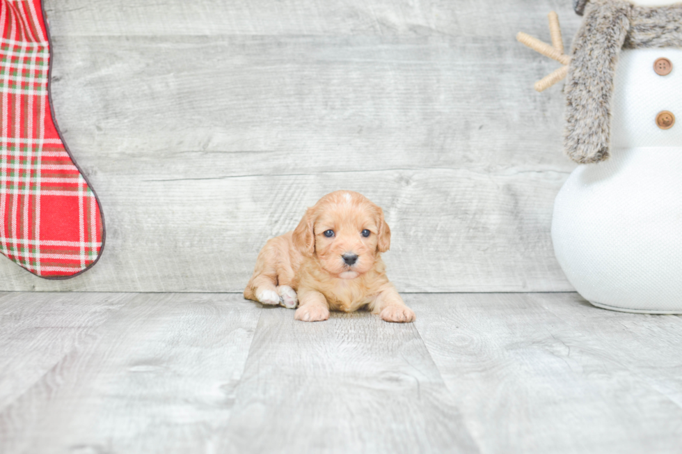 Cavapoo Pup Being Cute