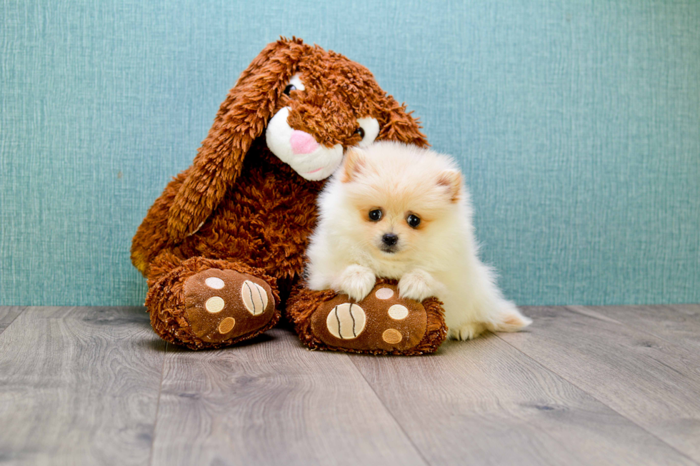 Best Pomeranian Baby