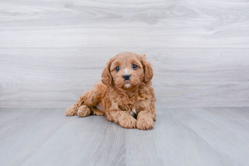 Cute Cavapoo Baby