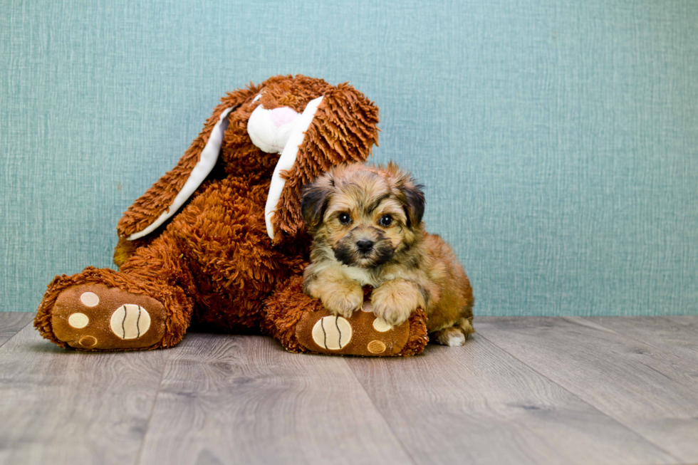 Meet Jackson - our Morkie Puppy Photo 