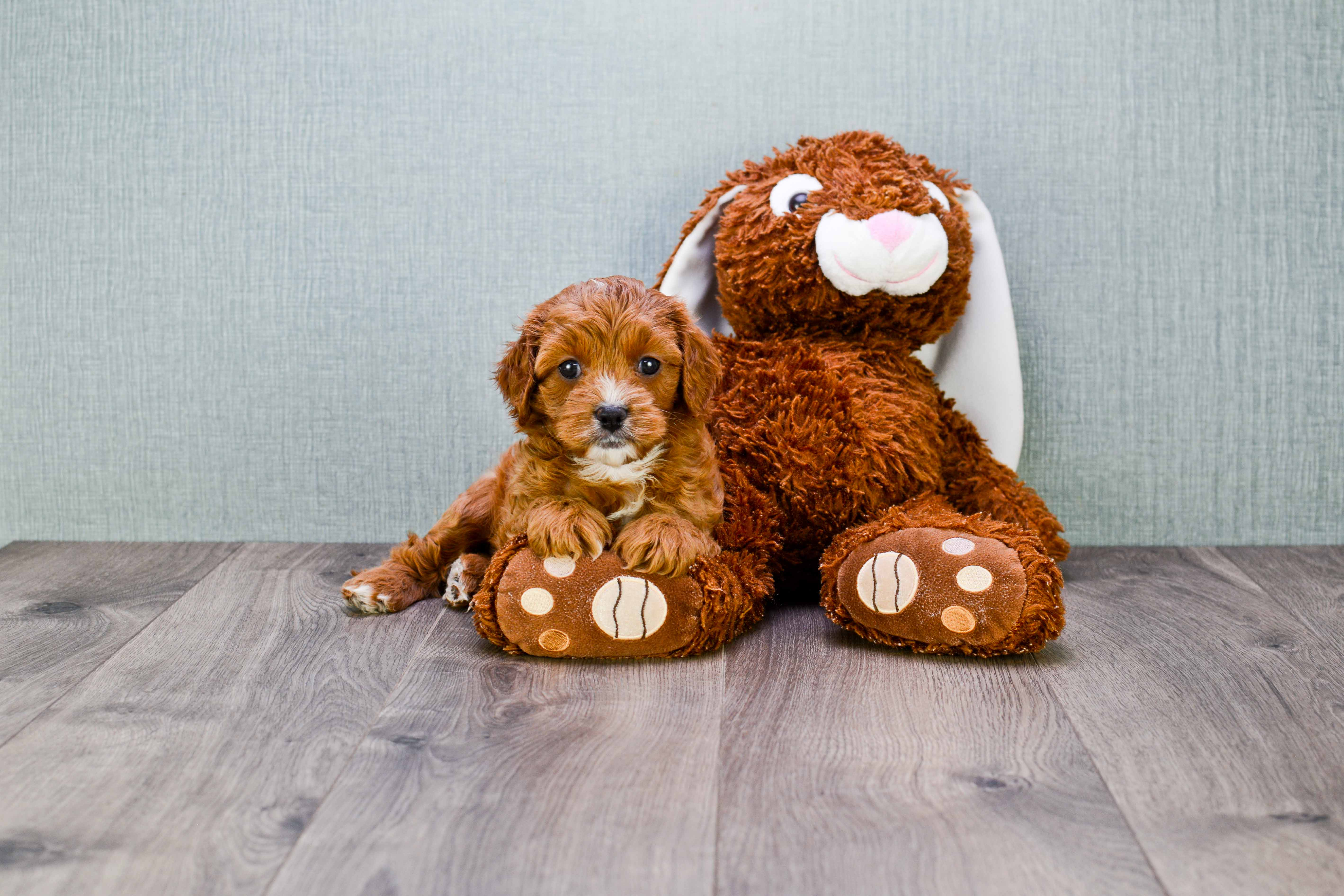 Funny Cavapoo Poodle Mix Pup