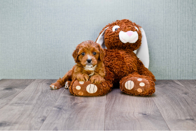 Funny Cavapoo Poodle Mix Pup