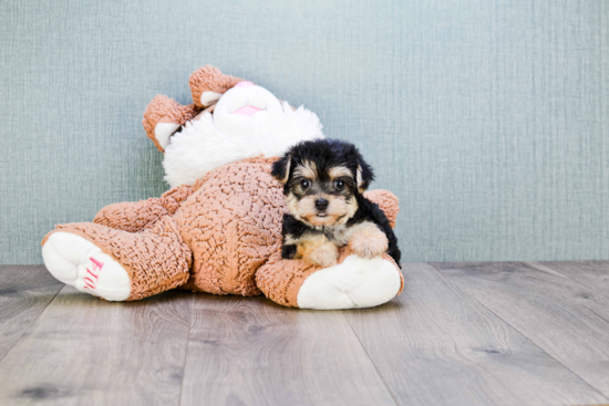 Morkie Puppy for Adoption