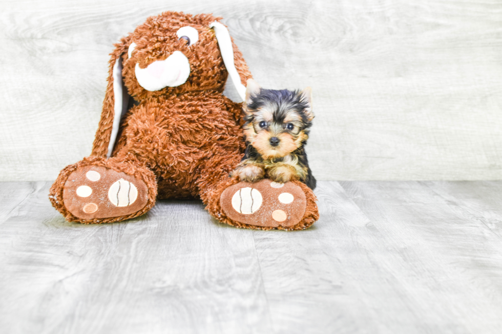 Meet Tinkerbell - our Yorkshire Terrier Puppy Photo 