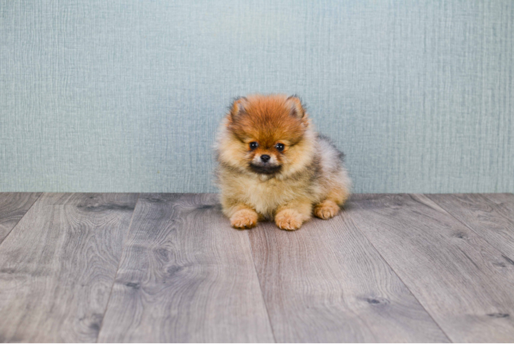 Funny Pomeranian Purebred Pup