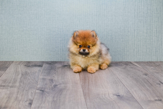 Funny Pomeranian Purebred Pup