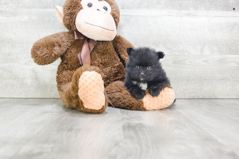 Happy Pomeranian Purebred Puppy