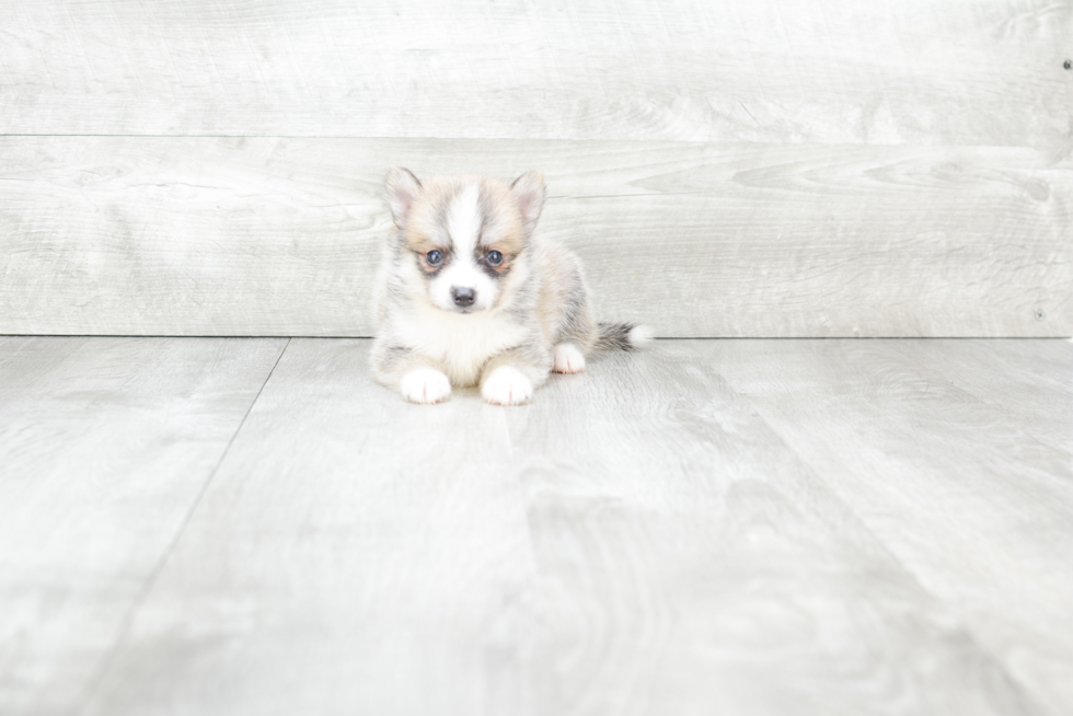 Pomsky Puppy for Adoption