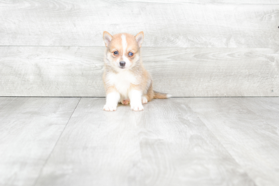 Pomsky Pup Being Cute