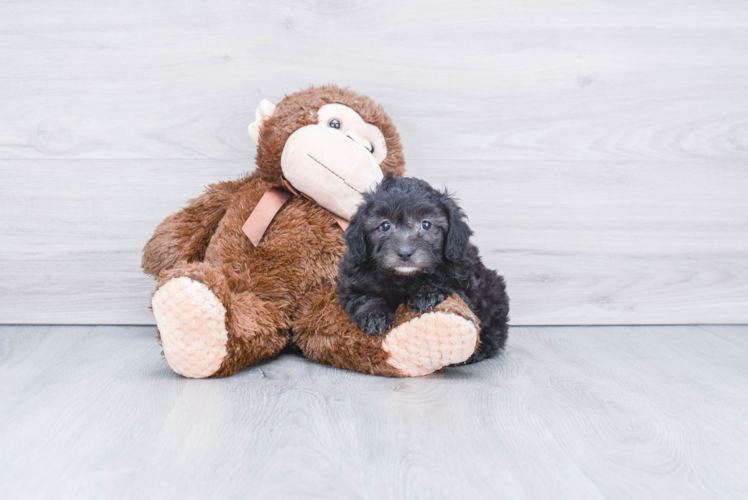 Mini Aussiedoodle Pup Being Cute
