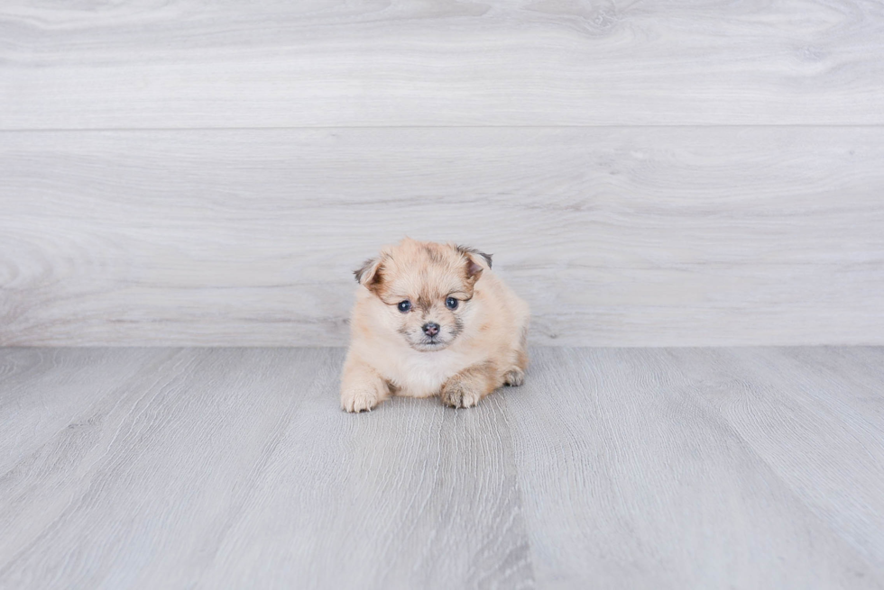 Pomeranian Puppy for Adoption