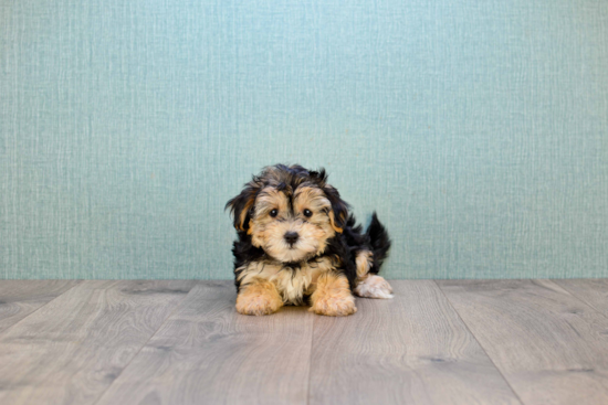 Morkie Puppy for Adoption