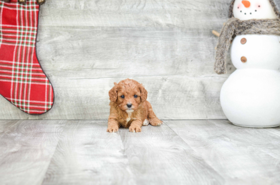 Cavapoo Pup Being Cute