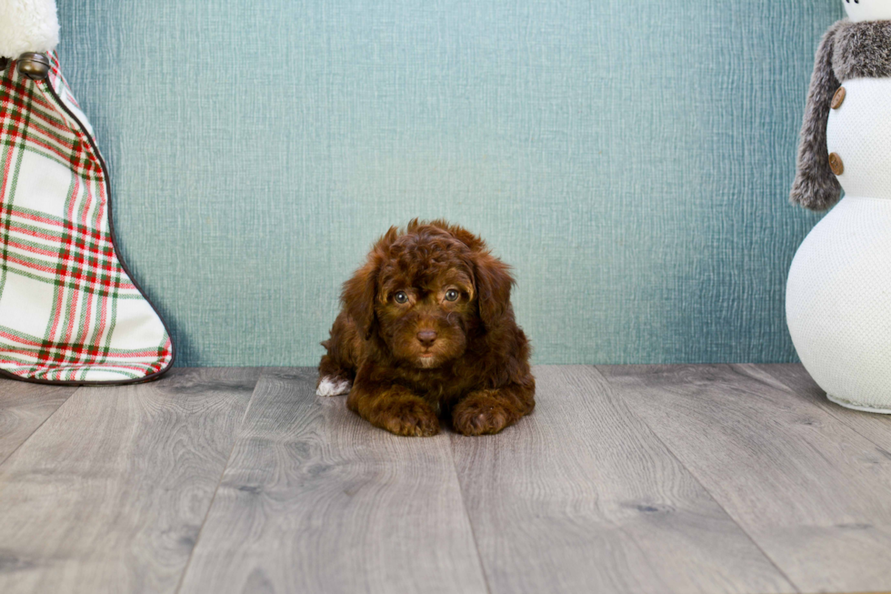 Adorable Maltese Poodle Poodle Mix Puppy