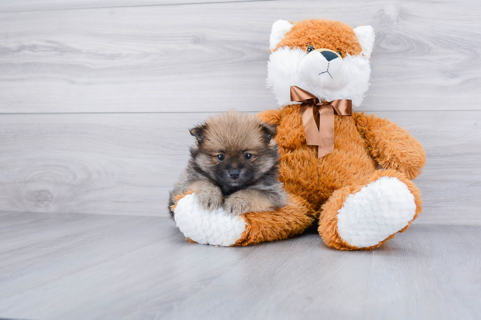 Pomeranian Puppy for Adoption