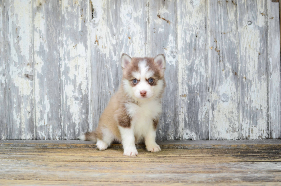 Best Pomsky Baby