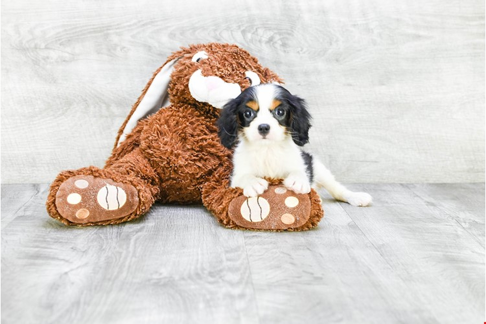 Cavalier King Charles Spaniel Pup Being Cute