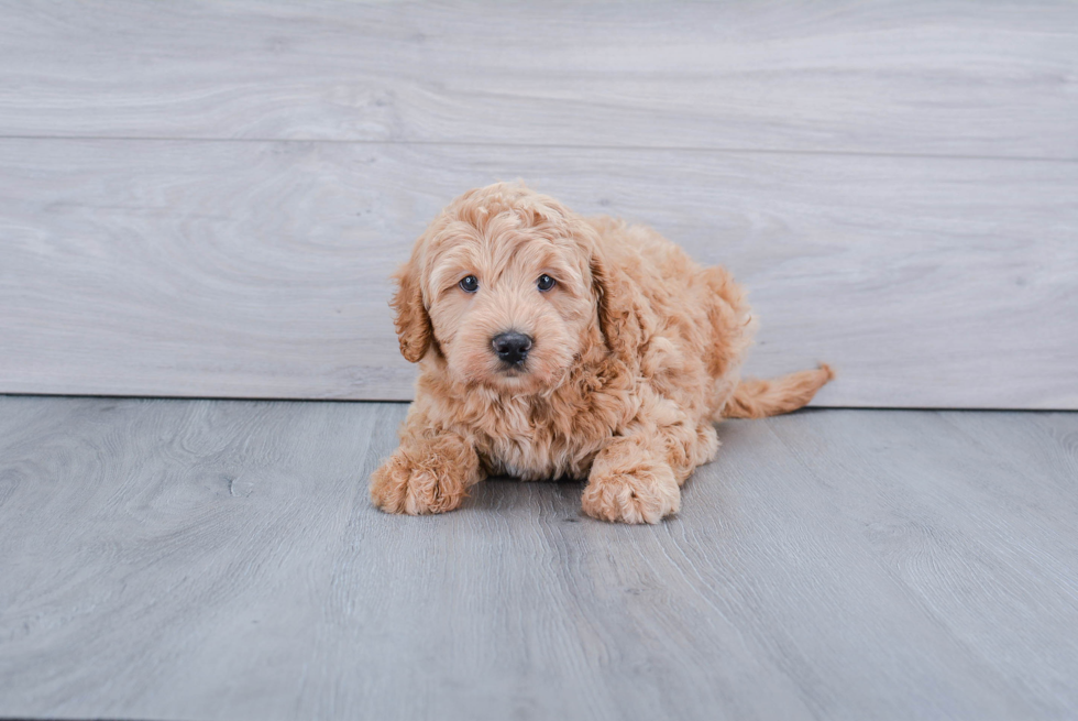 Energetic Golden Retriever Poodle Mix Puppy
