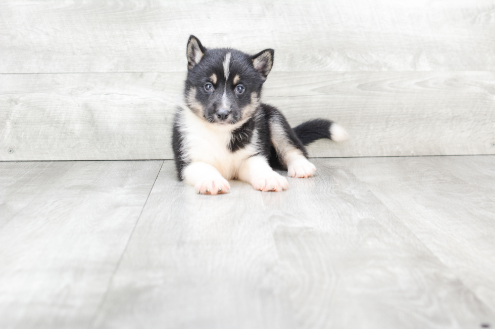 Energetic Mini Husky Designer Puppy