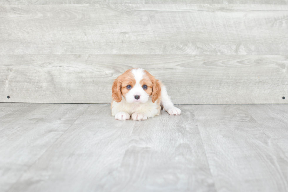 Small Cavalier King Charles Spaniel Baby