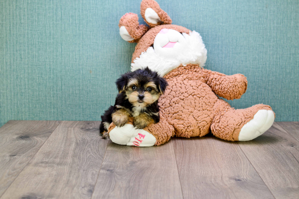 Happy Morkie Baby