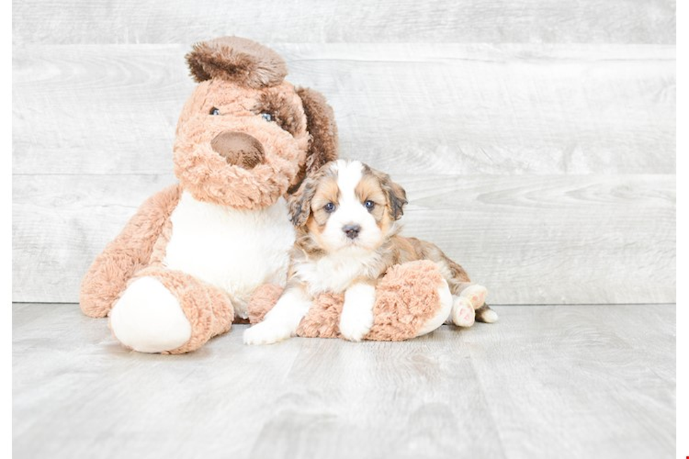 Petite Mini Bernedoodle Poodle Mix Pup