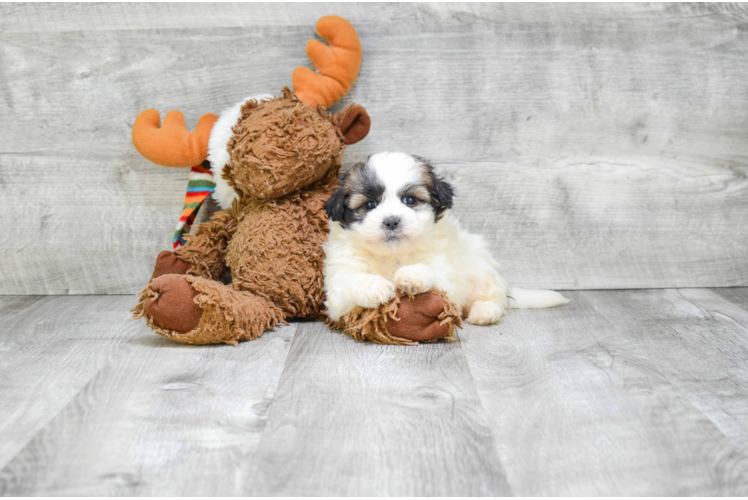 Adorable Shichon Designer Puppy