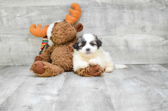 Adorable Shichon Designer Puppy