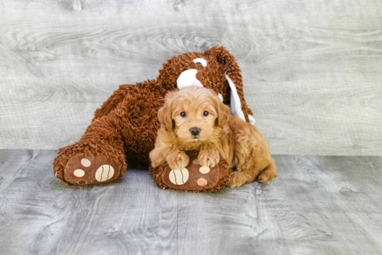 Mini Goldendoodle Pup Being Cute