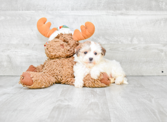 Playful Yorkie Designer Puppy