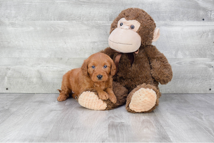 Mini Goldendoodle Puppy for Adoption