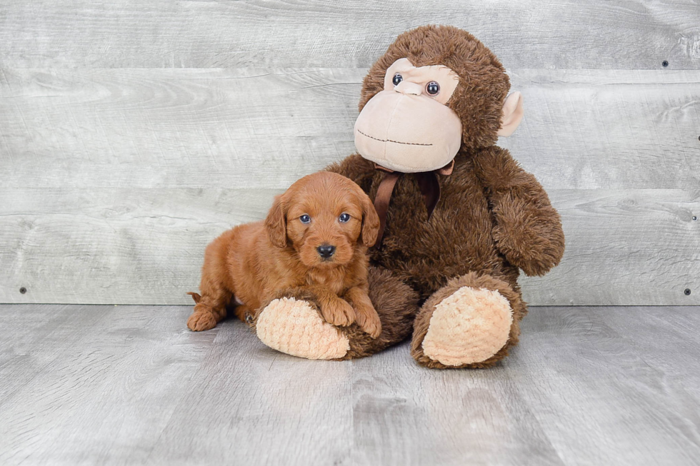 Mini Goldendoodle Puppy for Adoption