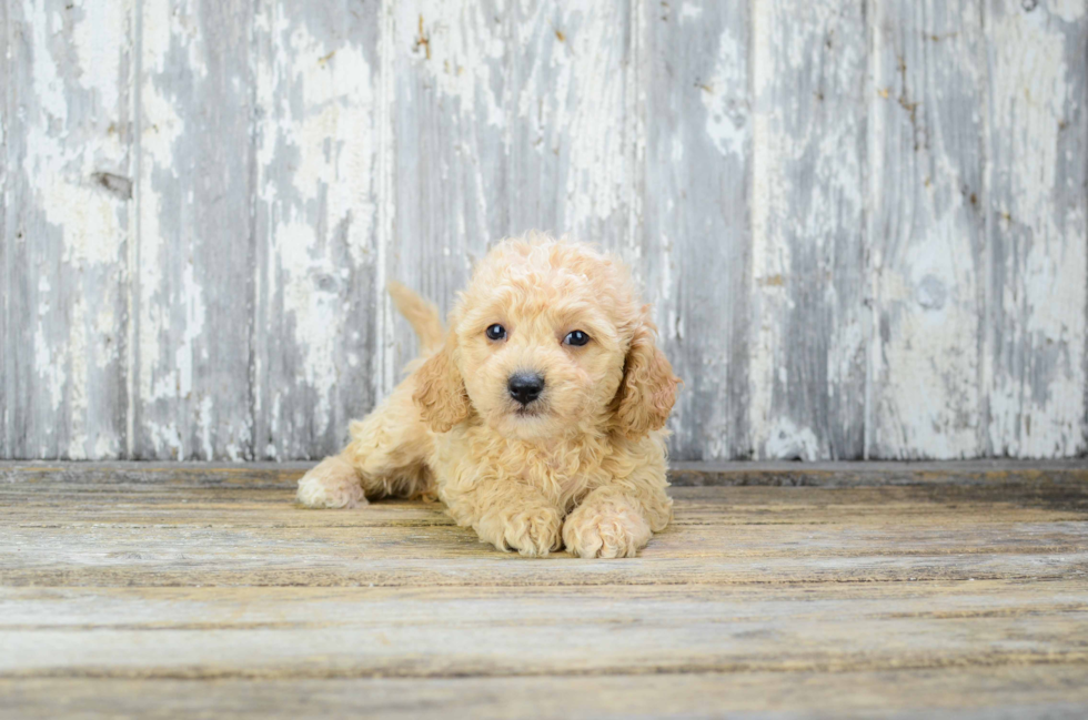 Small Cavapoo Baby