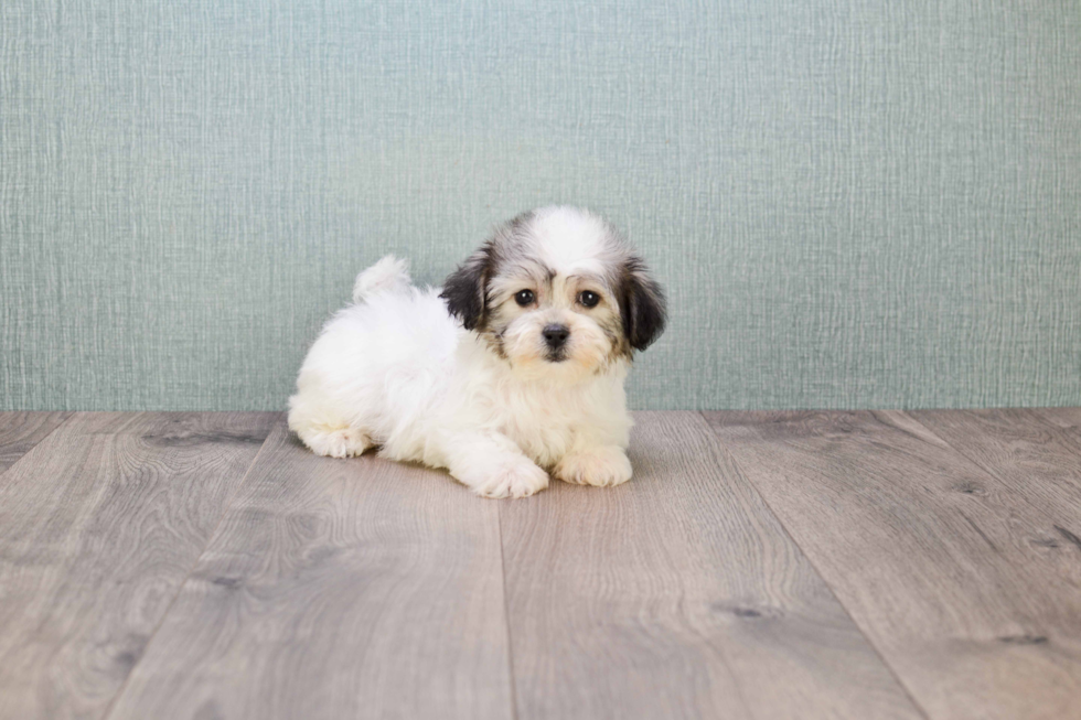 Teddy Bear Pup Being Cute