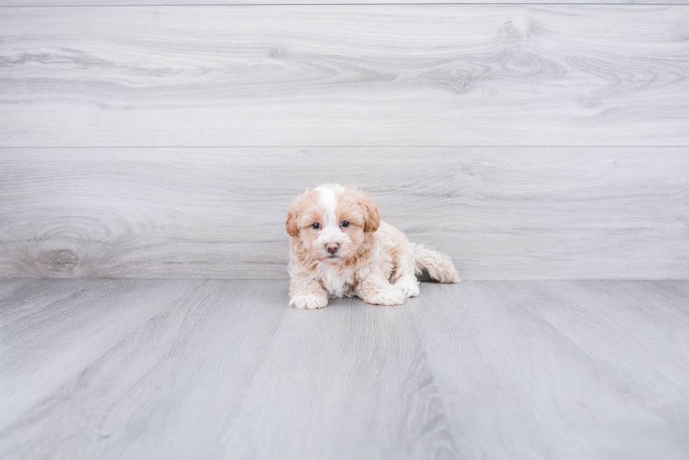 Energetic Maltese Poodle Poodle Mix Puppy