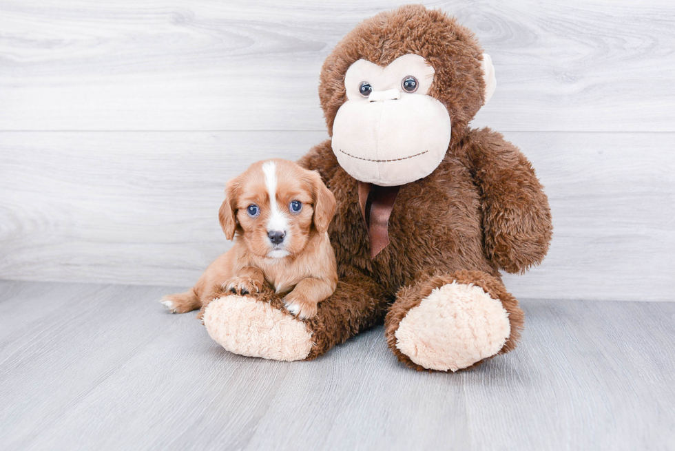 Cavalier King Charles Spaniel Puppy for Adoption