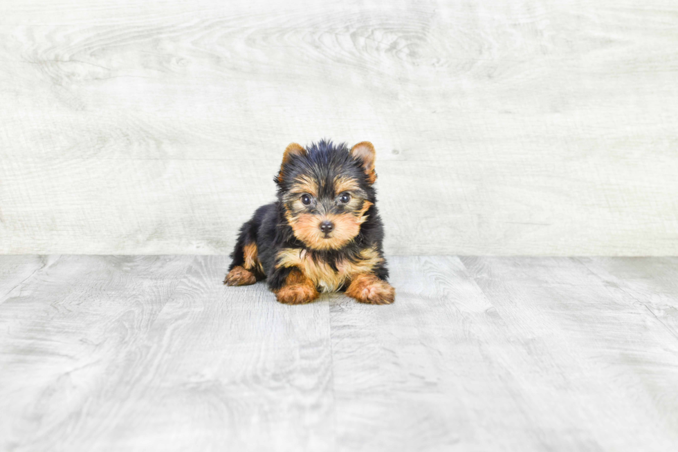 Meet Victoria - our Yorkshire Terrier Puppy Photo 