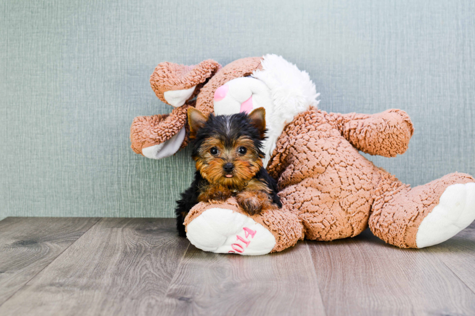 Meet Beckham - our Yorkshire Terrier Puppy Photo 