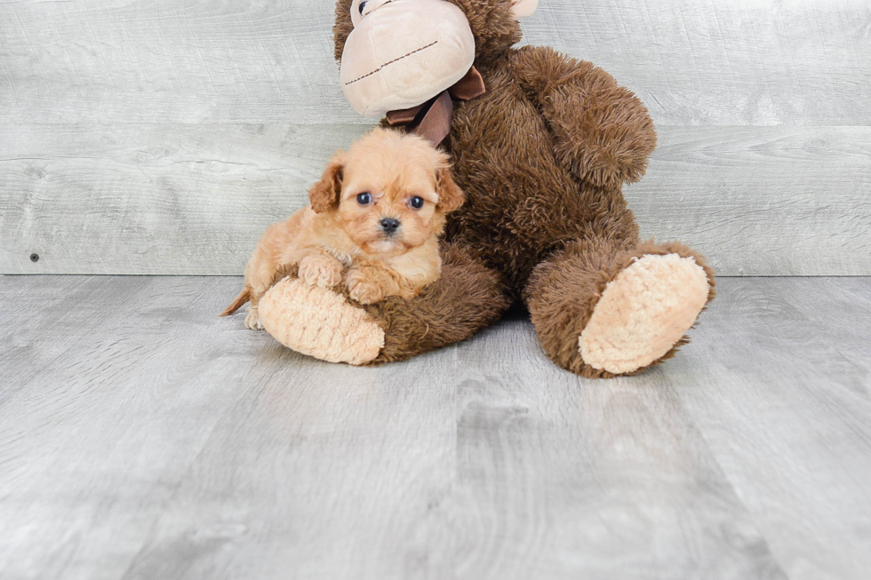 Petite Cavapoo Poodle Mix Pup