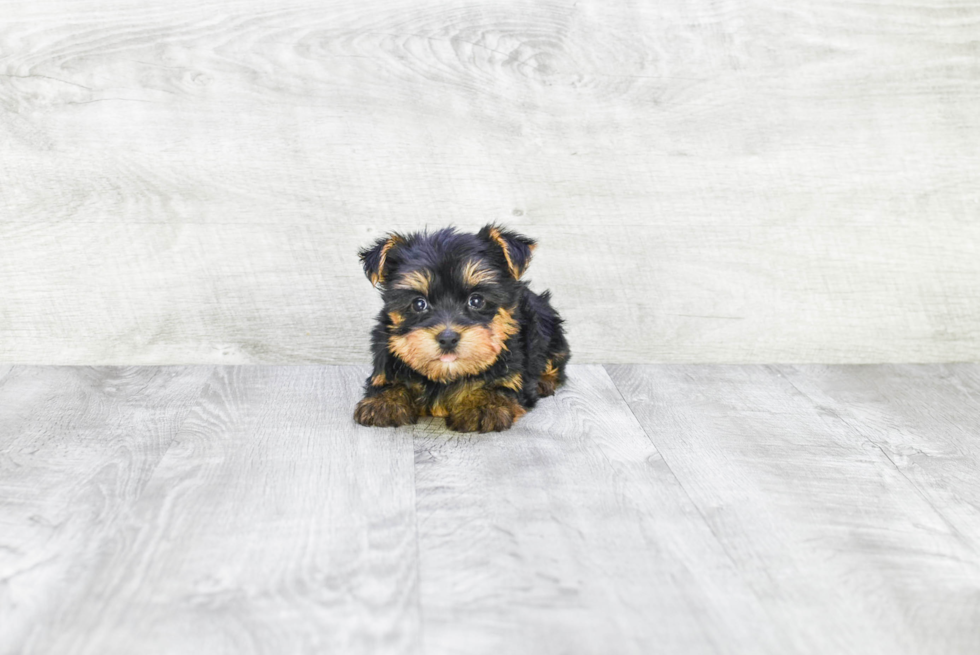 Meet Jenkins - our Yorkshire Terrier Puppy Photo 