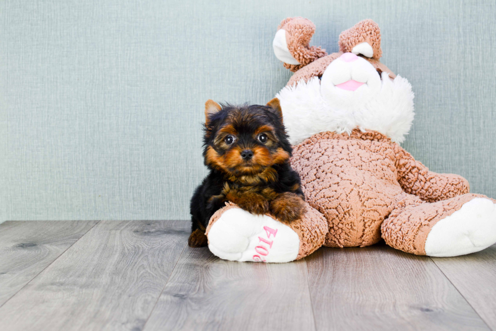 Meet Trigger - our Yorkshire Terrier Puppy Photo 