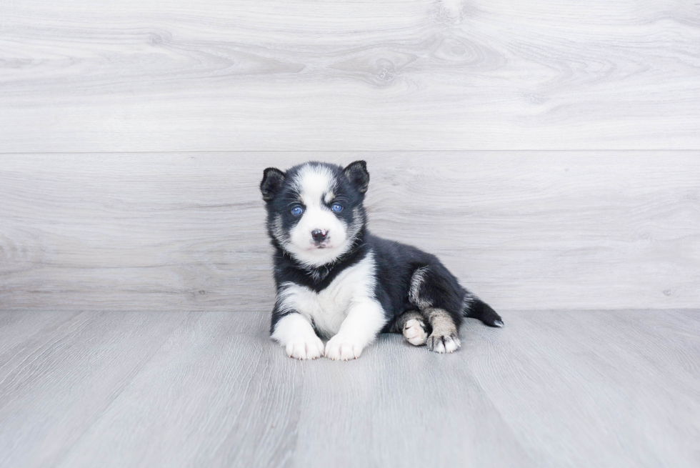 Happy Pomsky Baby