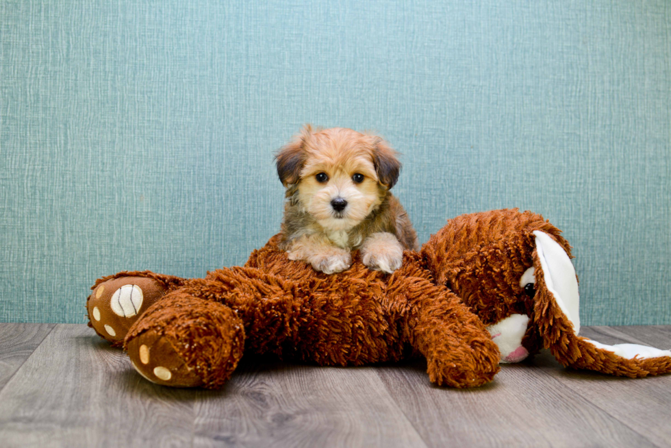 Adorable Yorkie Designer Puppy