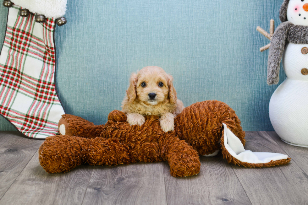 Friendly Cavapoo Baby