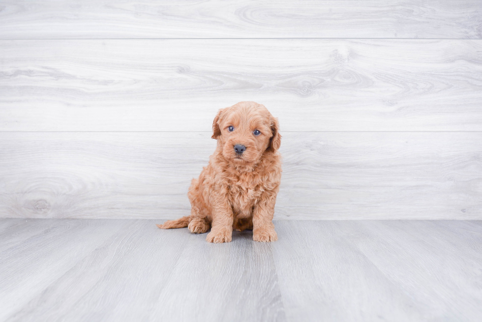 Mini Goldendoodle Puppy for Adoption